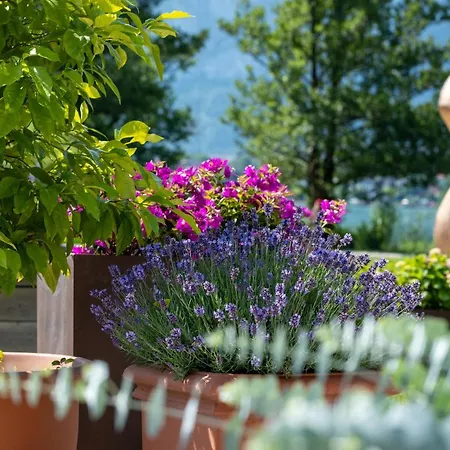 Seehotel Restaurant Lackner Hotell Mondsee